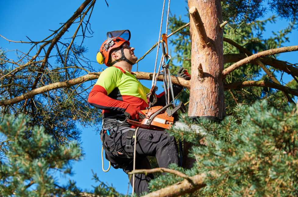 Arborist Sydney