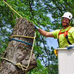Arborist Sydney